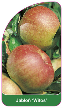 Jabłoń 'Witos'