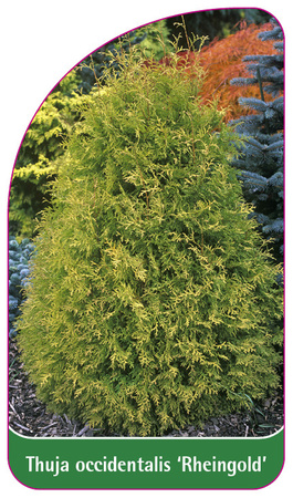 Thuja occidentalis 'Rheingold'