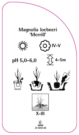 Magnolia loebneri 'Merrill'