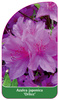 Azalea japonica 'Orlice'