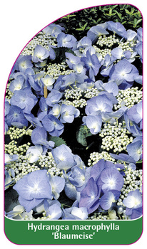 Hydrangea macrophylla 'Blaumeise'