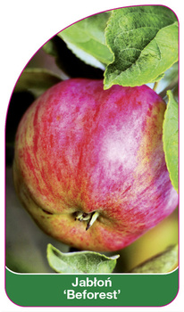 Jablon 'Beforest'