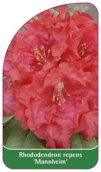 Rhododendron repens 'Mannheim'