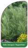 Salix elaeagnos 'Angustifolia'