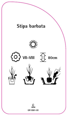 Stipa barbata