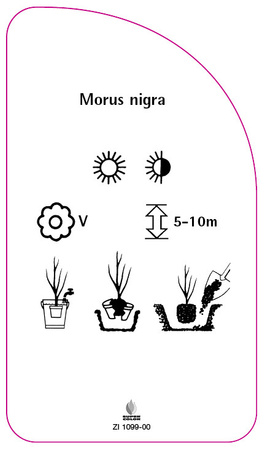 Morus nigra