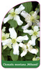 Clematis montana 'Wilsonii'