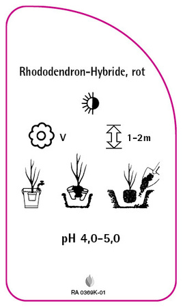Rhododendron-Hybride, rot