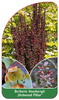 Berberis thunbergii 'Helmond Pillar'
