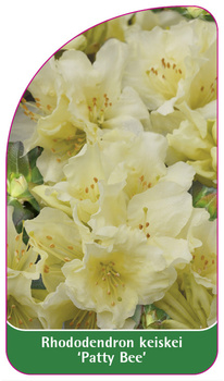 Rhododendron keiskei 'Patty Bee'