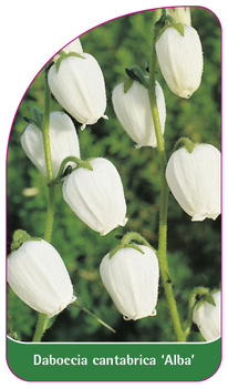 Daboecia cantabrica 'Alba'