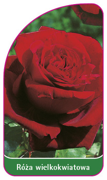 Róza wielkokwiatowa Nr. 208 A