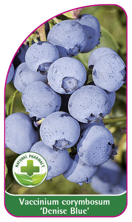 Vaccinium corymbosum 'Denise Blue'