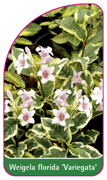Weigela florida 'Variegata'