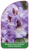 Rhododendron-Hybride 'Arthur Bedford'