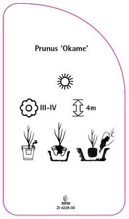Prunus 'Okame'