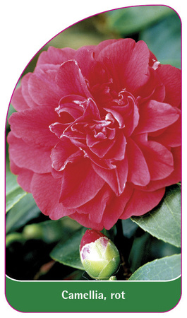 Camellia, rot