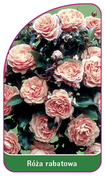 Róza rabatowa Nr. 106 A