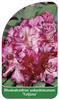 Rhododendron yakushimanum 'Tatjana'