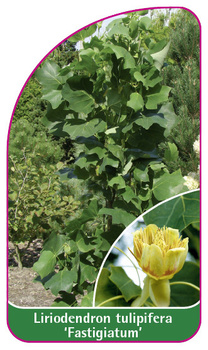 Liriodendron tulipifera 'Fastigiatum'
