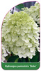 Hydrangea paniculata ,Bobo'