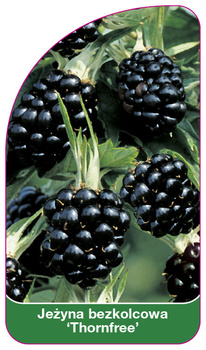 Jezyna bezkolcowa 'Thornfree'