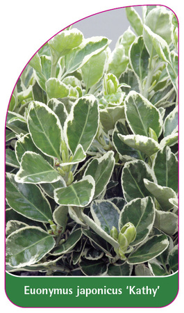 Euonymus japonicus 'Kathy'