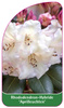 Rhododendron-Hybride 'Aprilleuchten'