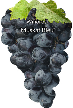 Winorośl Muskat Bleu