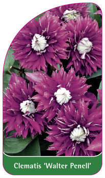 Clematis 'Walter Pennell'