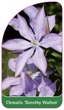 Clematis 'Dorothy Walton'