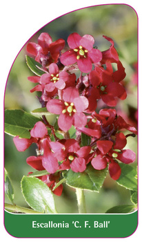Escallonia 'C. F. Ball'
