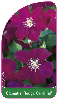 Clematis 'Rouge Cardinal'