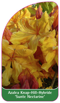 Azalea Knap-Hill-Hybride 'Sunte Nectarine''