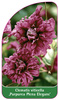 Clematis viticella 'Purpurea Plena Elegans'