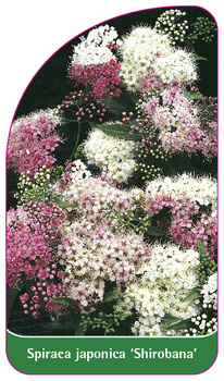 Spiraea japonica 'Shirobana'