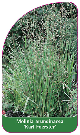 Molinia arundinacea 'Karl Foerster'