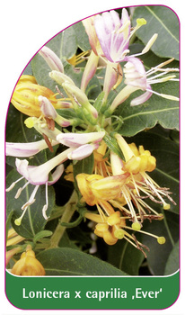 Lonicera x caprilia 'Ever'