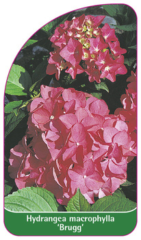 Hydrangea macrophylla 'Brugg'