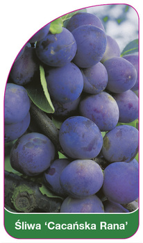 Śliwa 'Cacańska Rana'