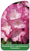 Rhododendron yakushimanum 'Fantastica'