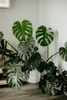 Monstera substrat 8L Westland