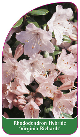 Rhododendron Hybride 'Virginia Richards'
