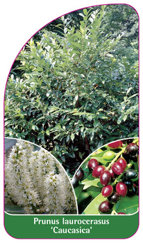Prunus laurocerasus 'Caucasica'