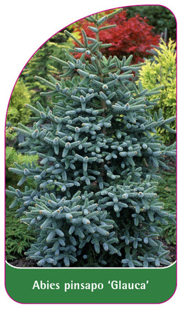 Abies pinsapo 'Glauca'