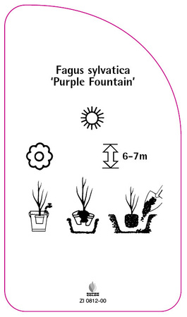 Fagus sylvatica 'Purple Fountain'