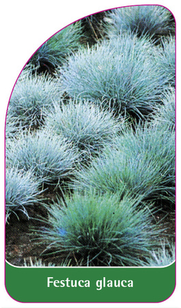 Festuca glauca