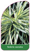 Sesleria caerulea