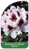 Rhododendron-Hybride 'Sapporo'