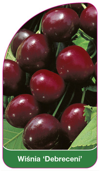 Wiśnia 'Debreceni'